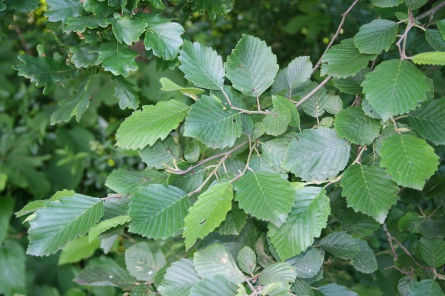 Alnus glutinosa (ольха европейская)