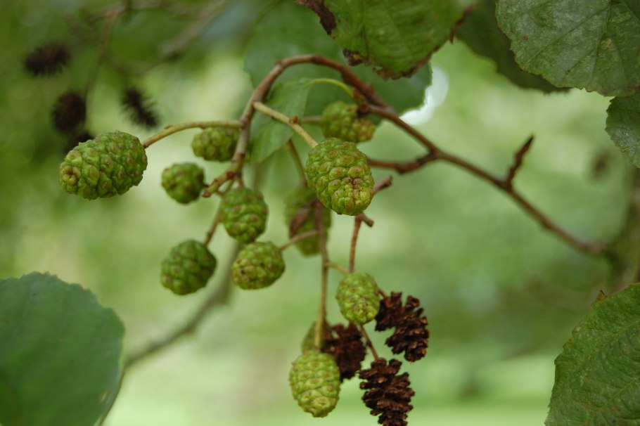 Alnus glutinosa ольха черная осень