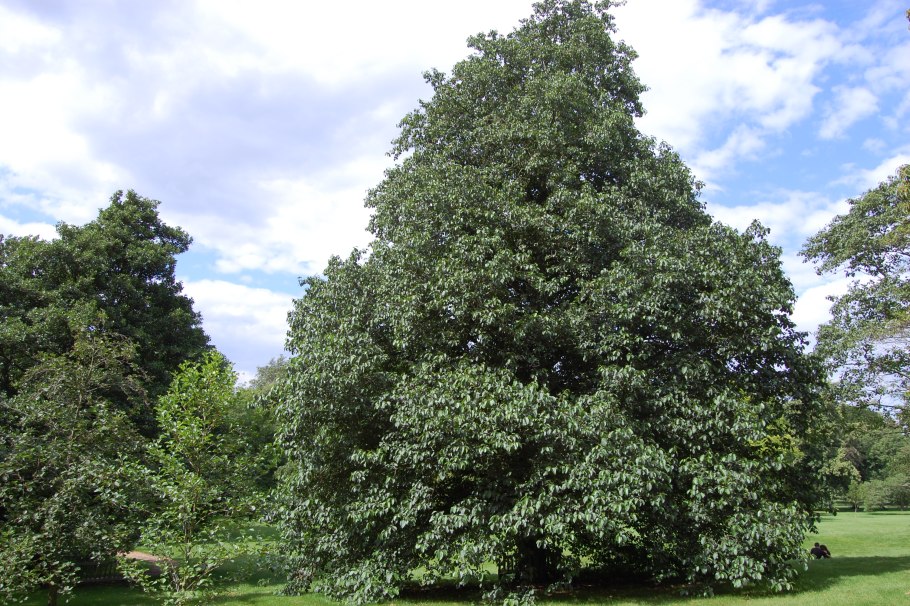 Ольха серая Alnus incana (l.) Moench
