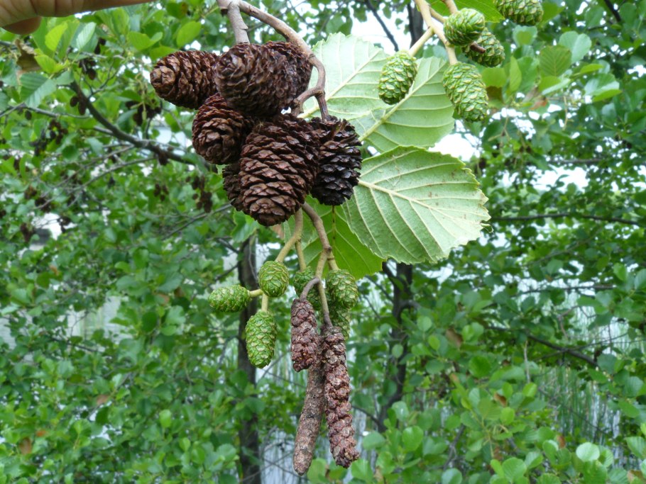 Alnus incana