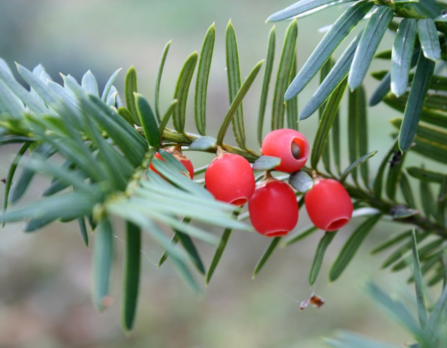 Тис ягодный Реликт