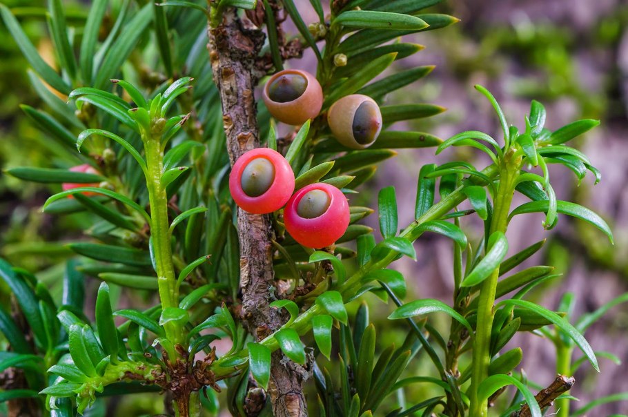 Ариллус Тиса ягодного