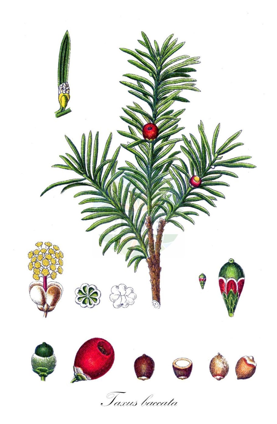 Тис ягодный Ботанический рисунок