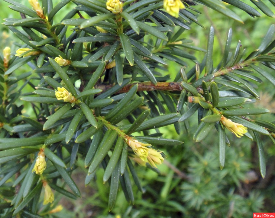 Тис ягодный цветет