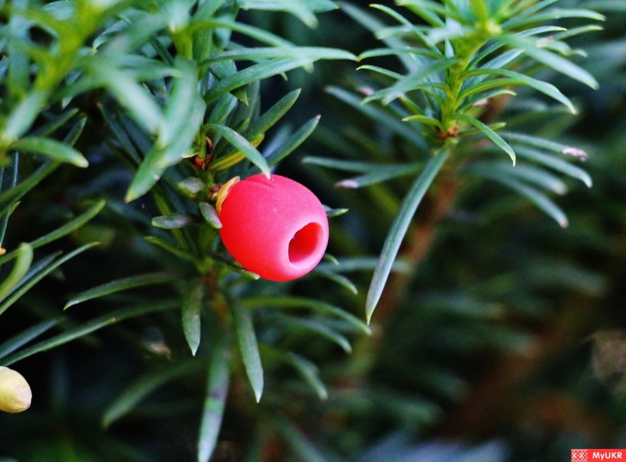 Тис ягодный покрытосеменное растение ?