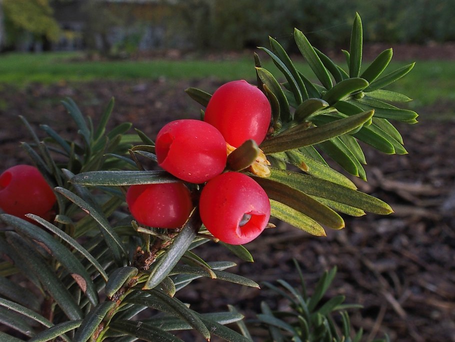 Тис ягодный в субтропиках