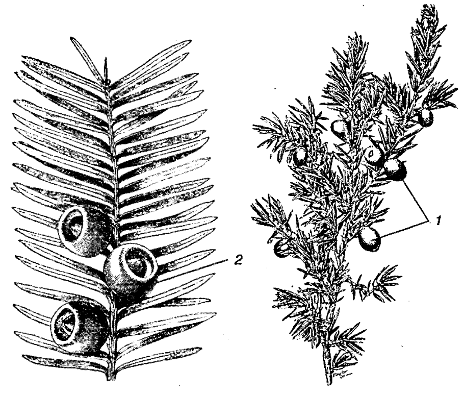 Тис ягодный побег
