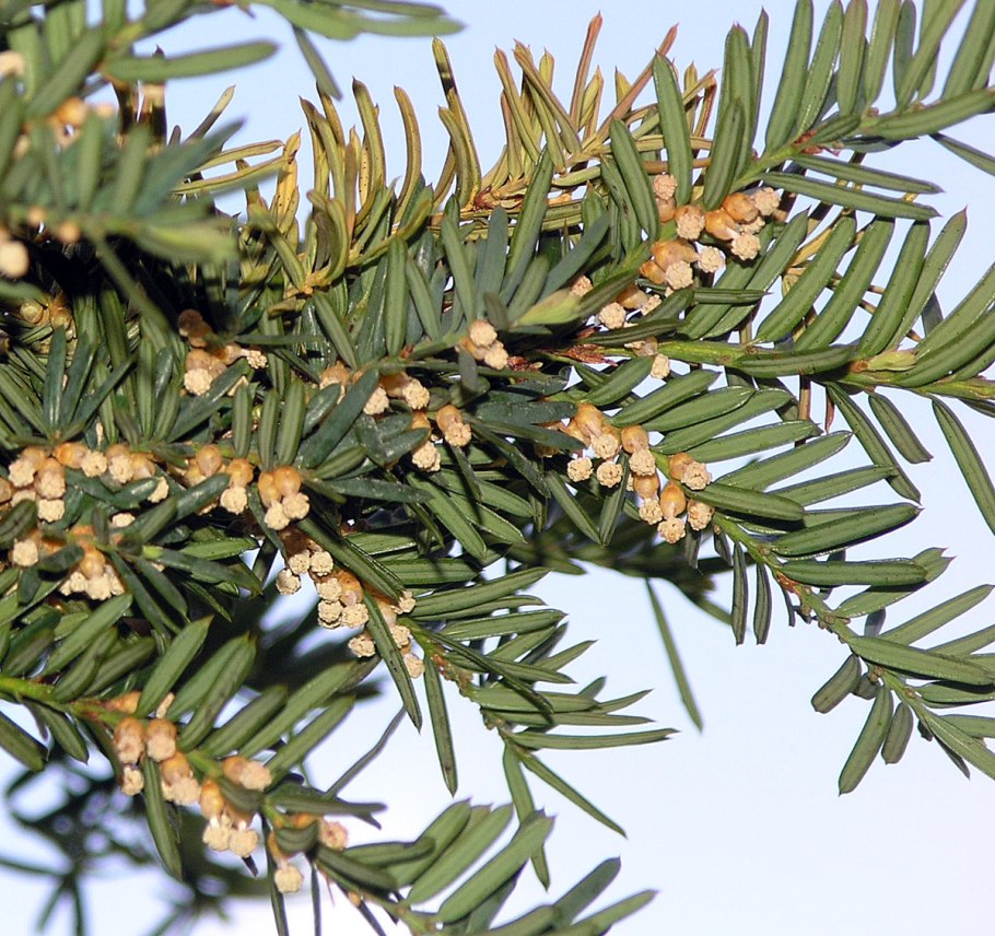 Тис коротколистный (taxus brevifolia)