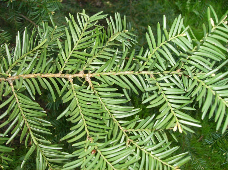 Тис ягодный