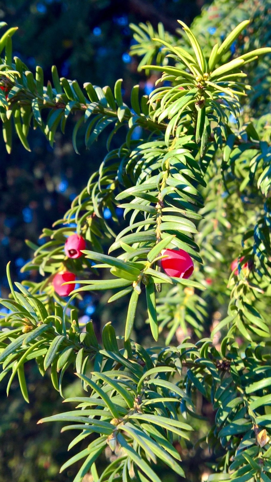 Тис ягодный cristata