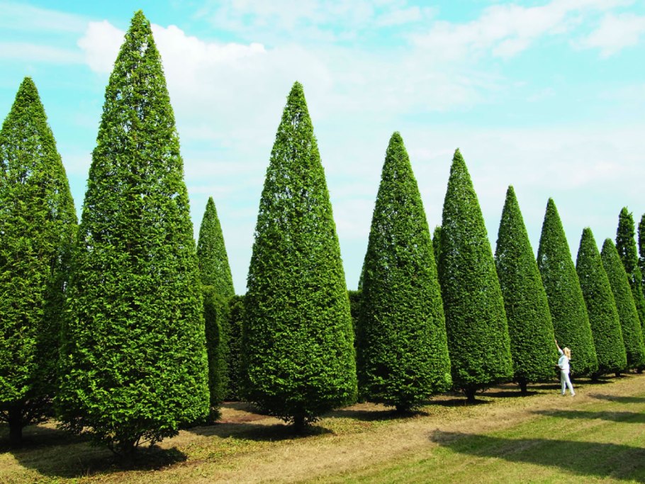 • Кипарис вечнозелёный пирамидальный (Cupressus sempervirens