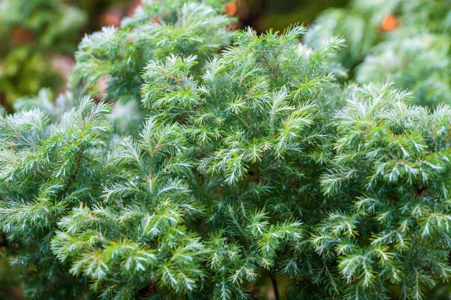 Chamaecyparis lawsoniana columnaris