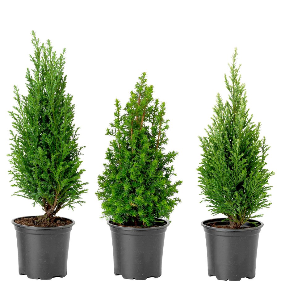 Кипарис вечнозеленый (Cupressus sempervirens)