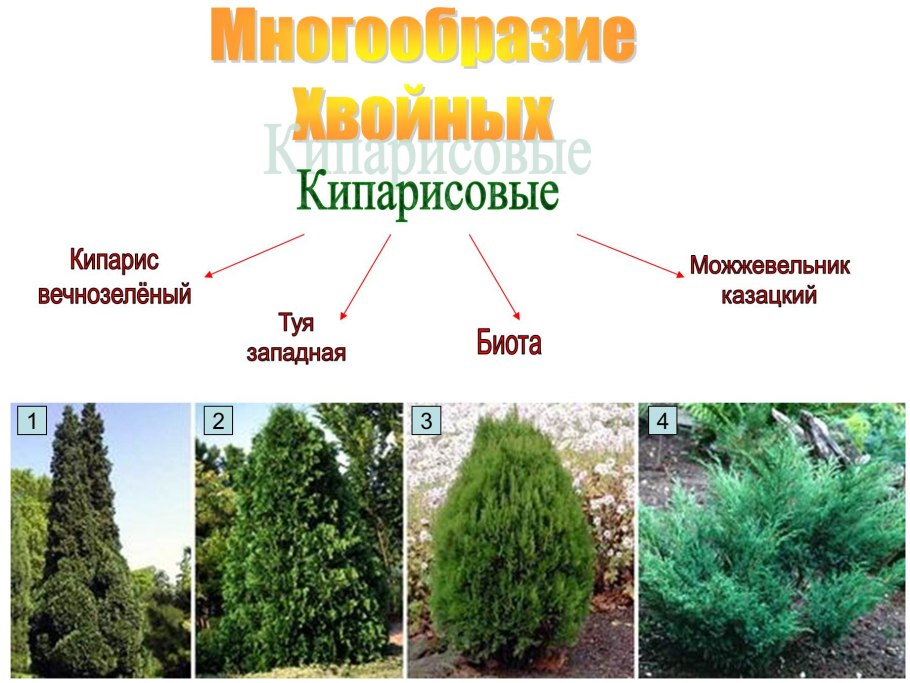 Кипарисовик и туя отличия