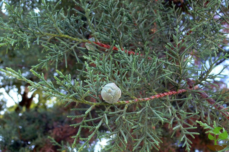 Кипарис вечнозеленый (Cupressus sempervirens)