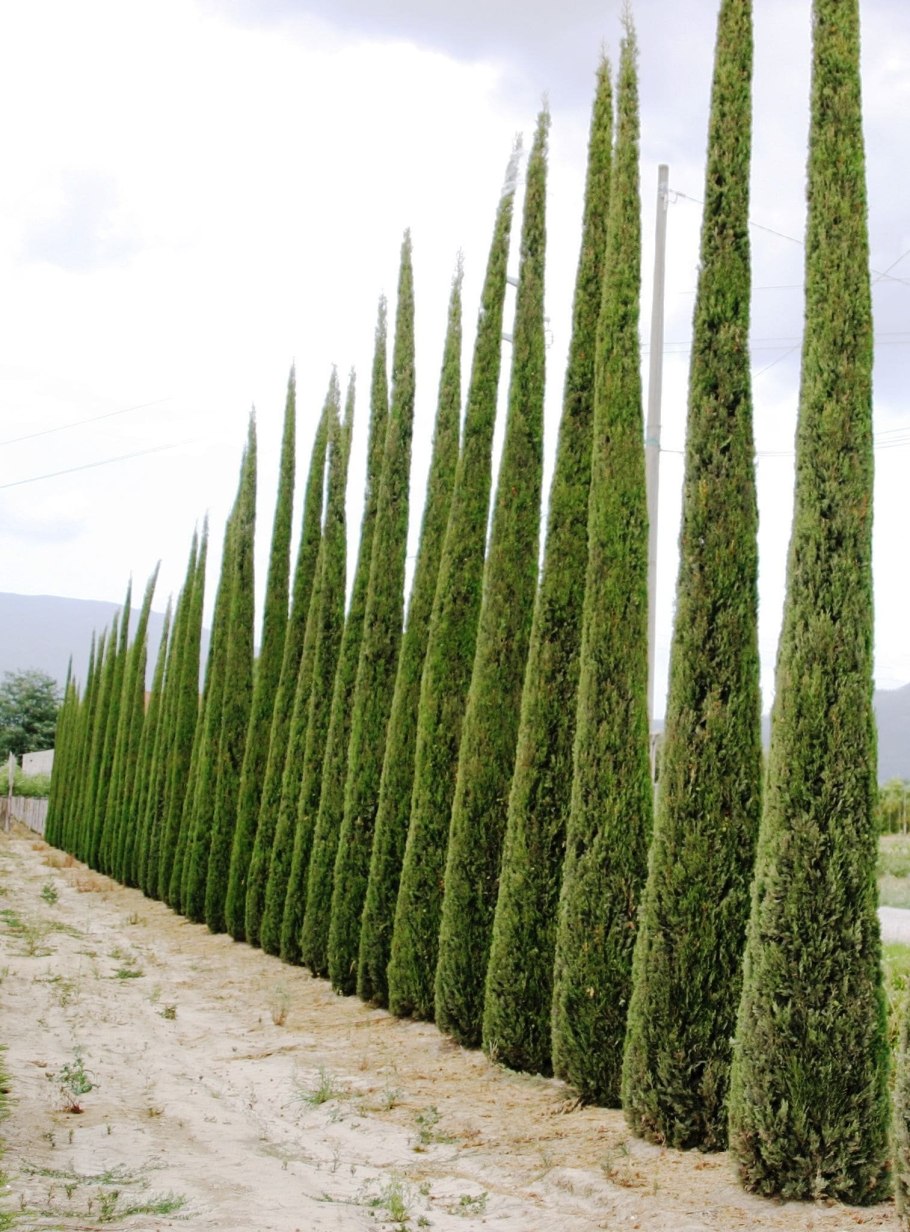 Кипарис вечнозеленый (Cupressus sempervirens)