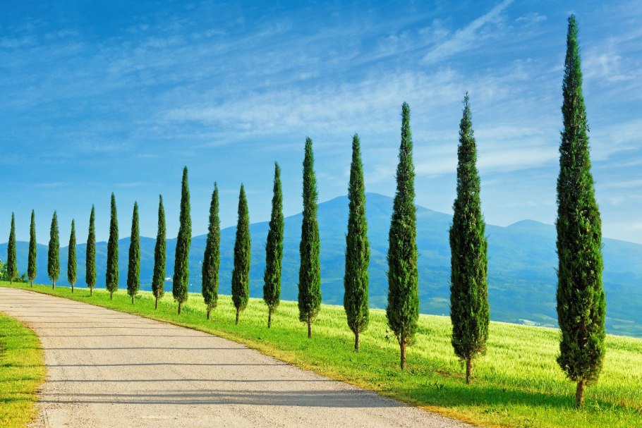 Кипарис вечнозеленый (Cupressus sempervirens)