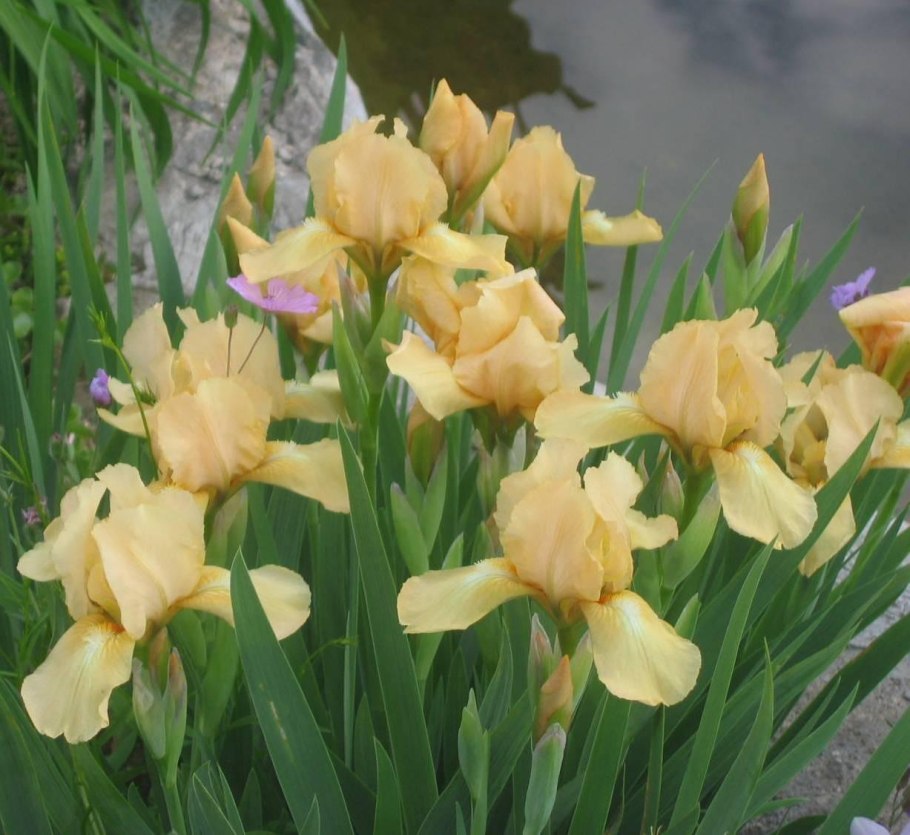 Ирис карликовый Тиклд Пич