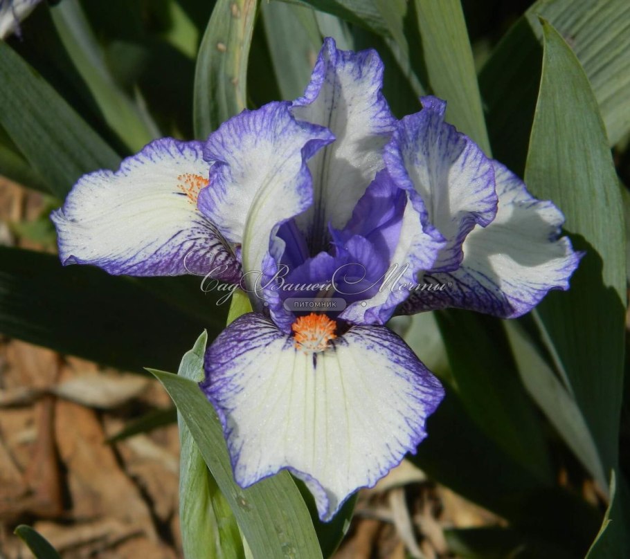 Ирис cartoon characters