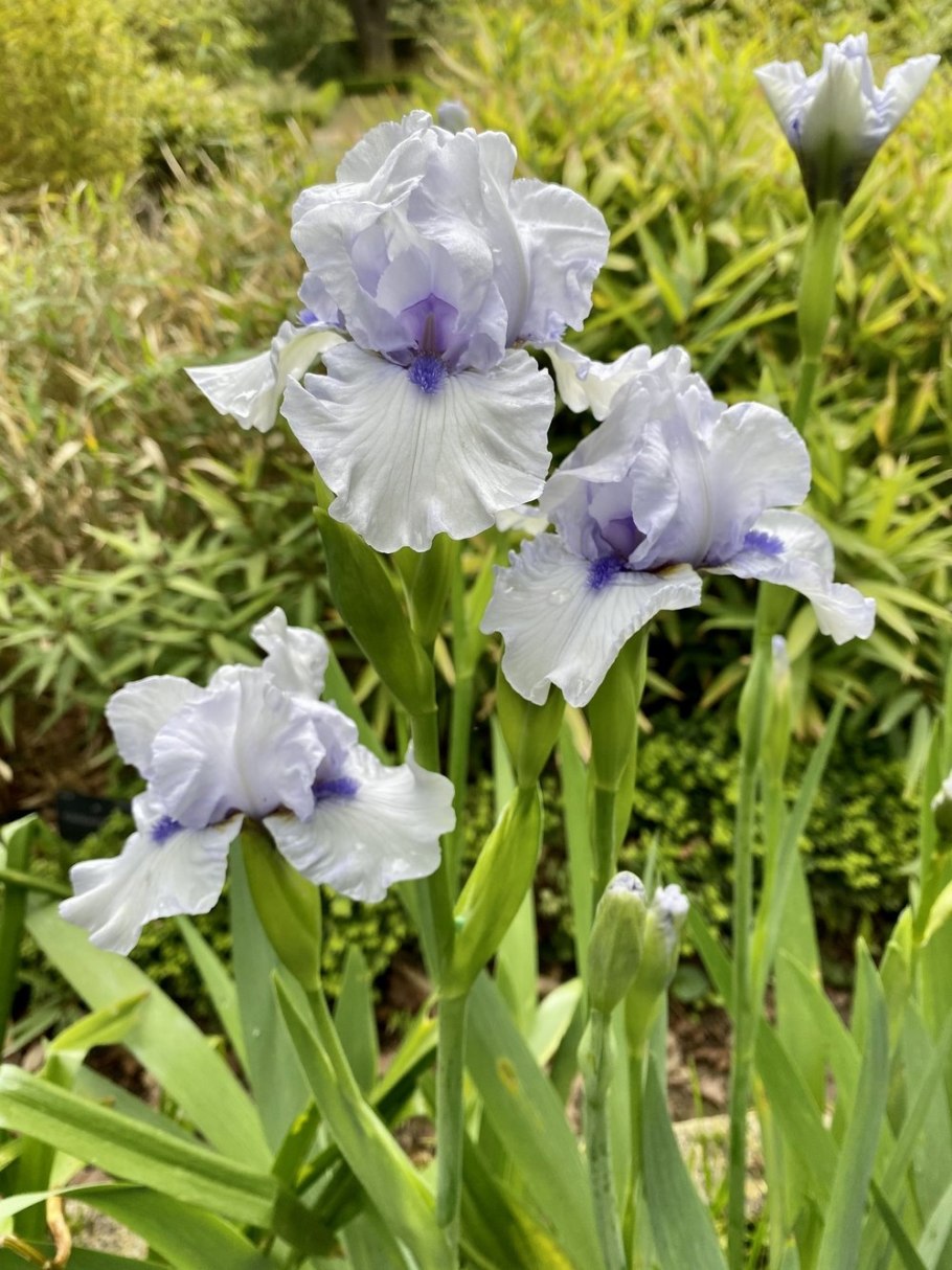 Ирис джойфул