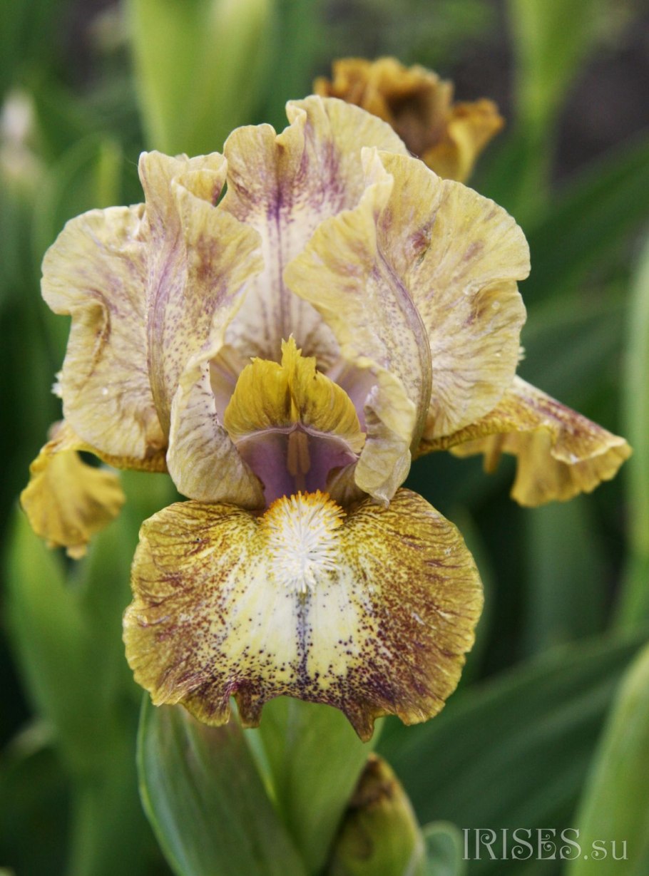 Ирис April Accent