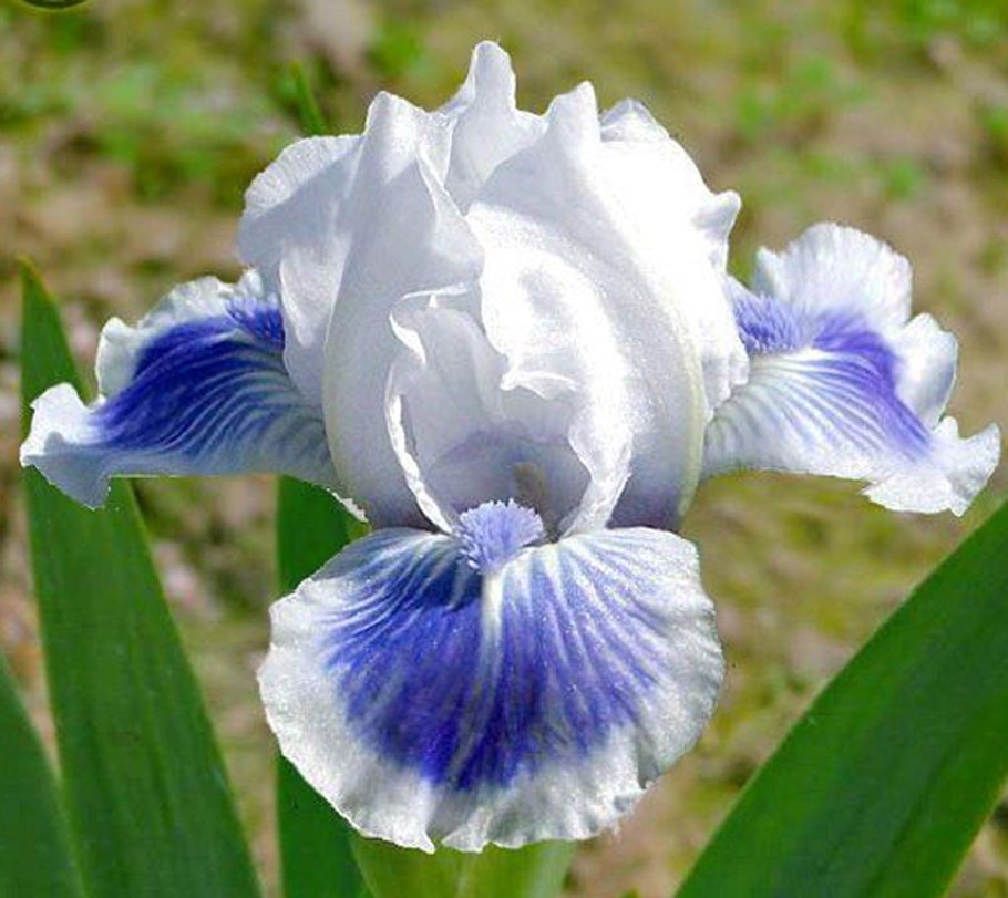Iris Dwarf перевод