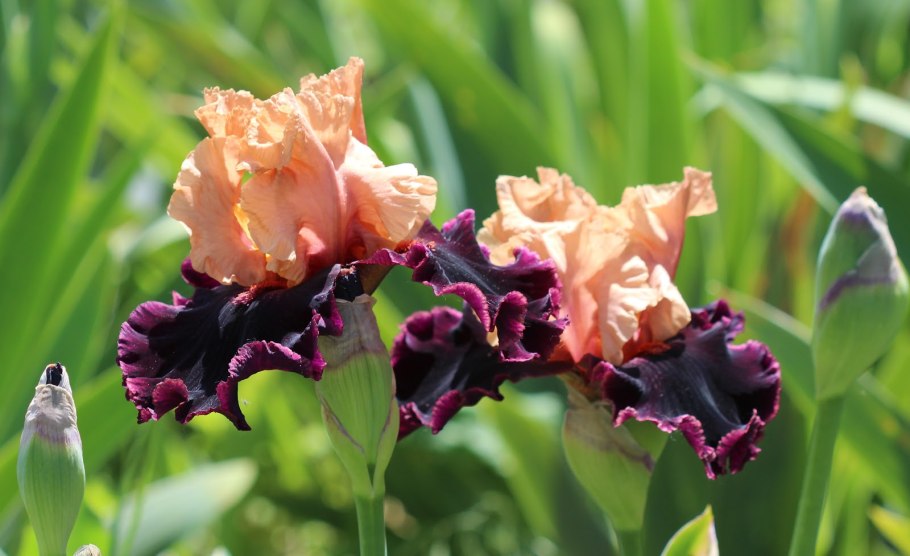 Касатик (Ирис) приземистый