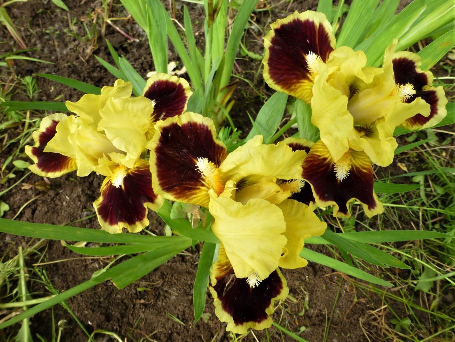 Ирис ультимате