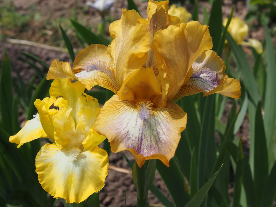 Ирис Fires of Fiji