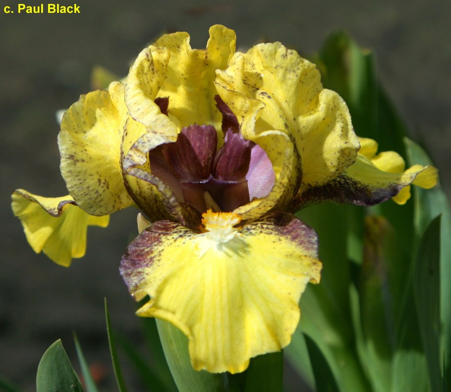 Ирис petit Polka