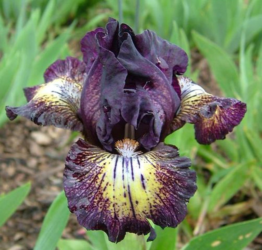 Карликовый Ирис Айрис