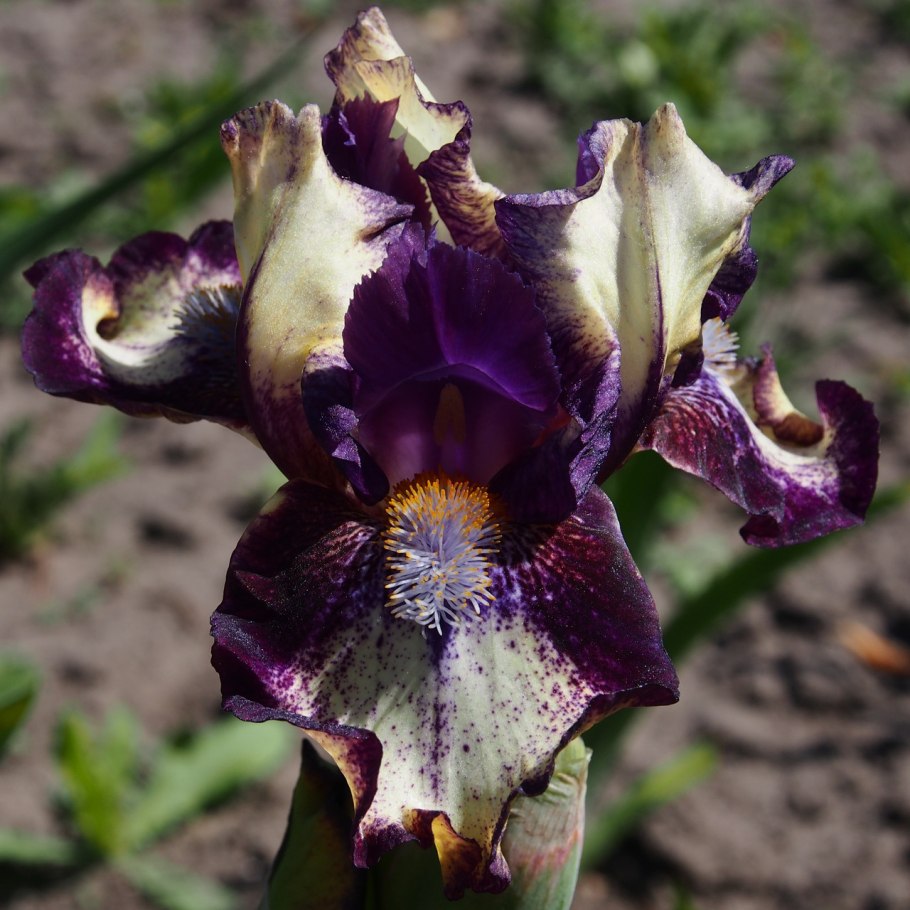 Ирис карликовый amorous Duet