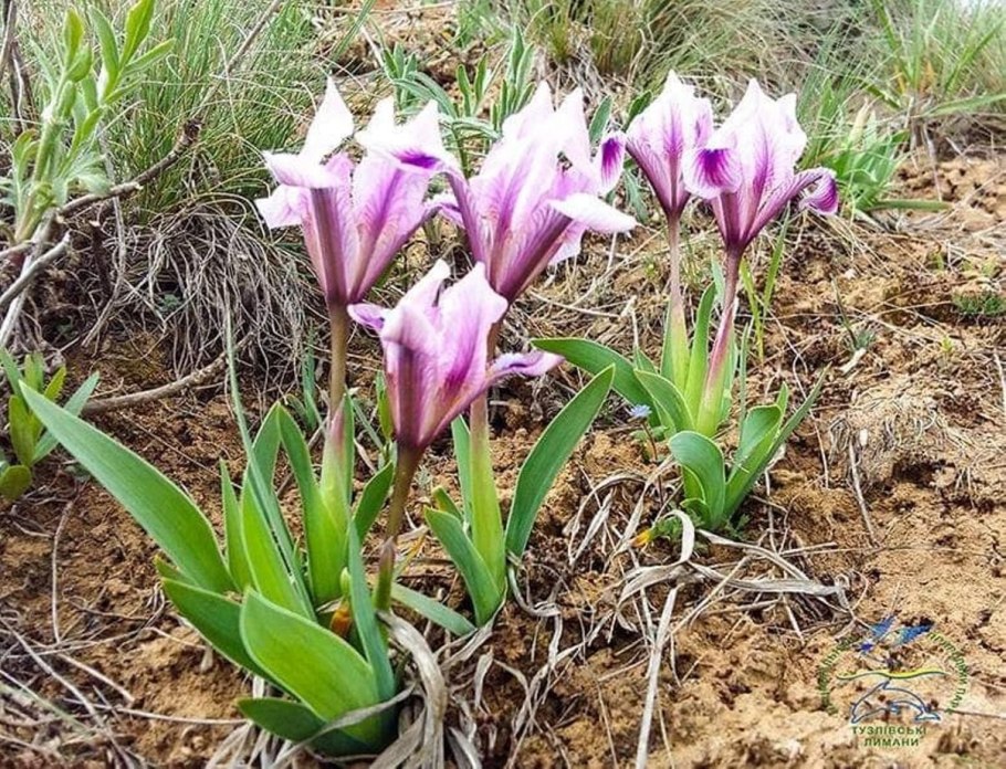 Ирис бородатый Визирь