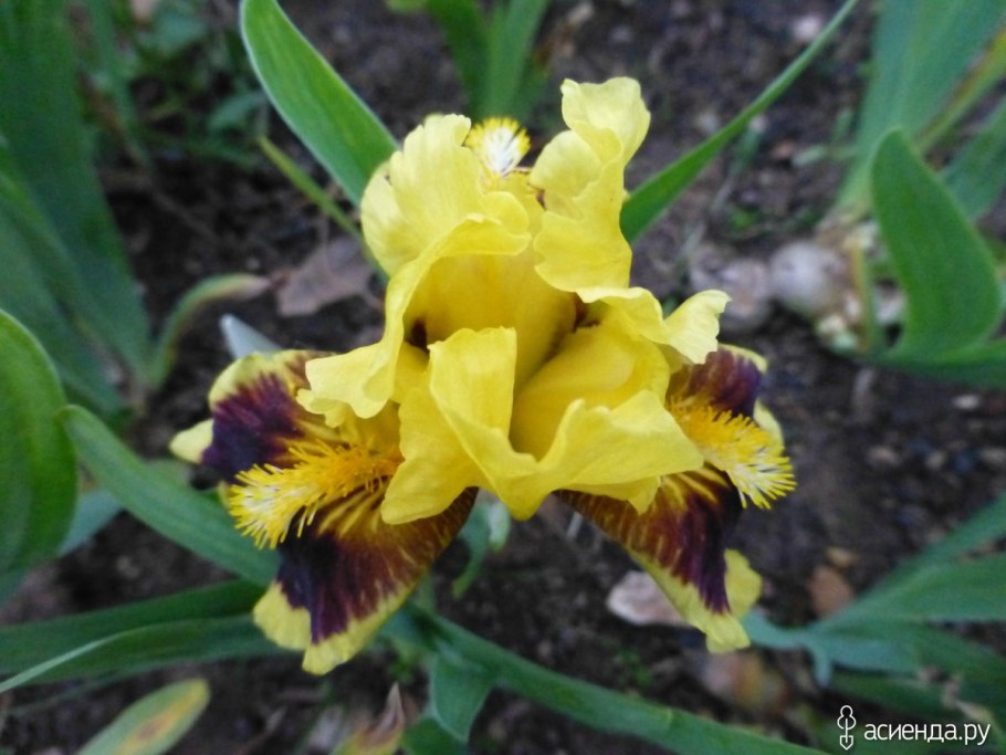 Ирис карликовый Ритц