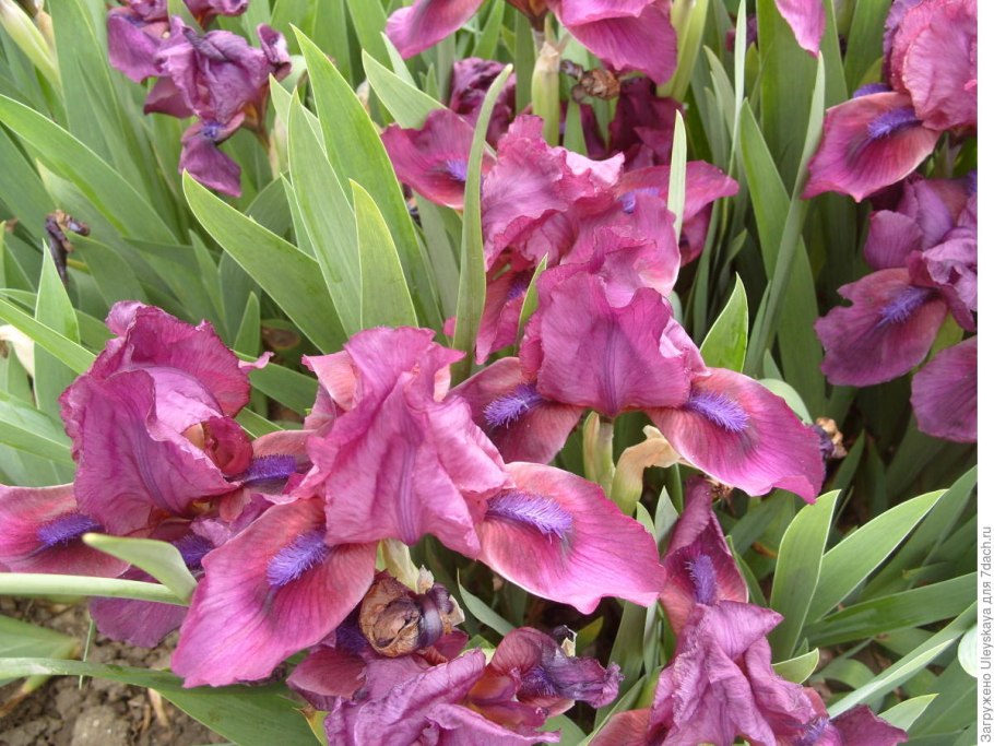 Ирис карликовый Worrywart