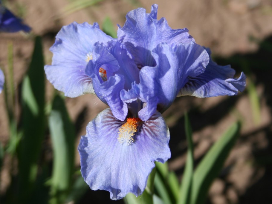 Ирис Sky Gambler