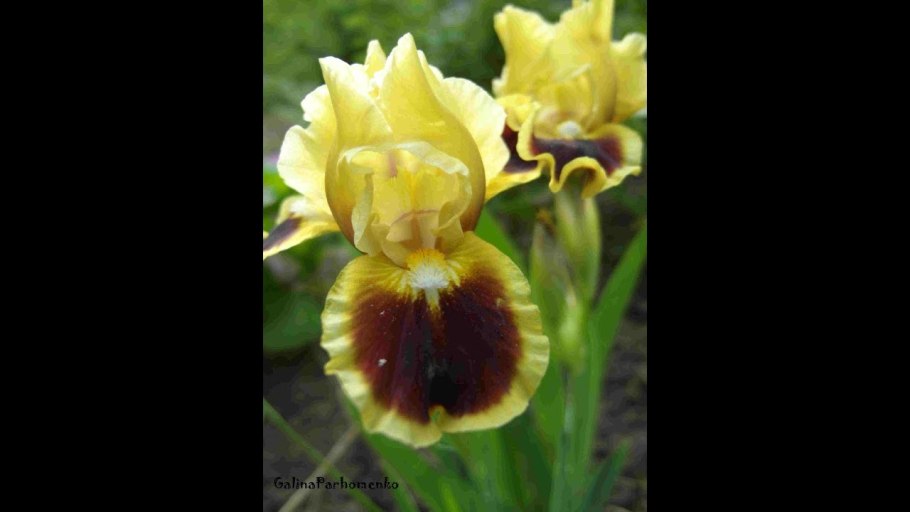 Ирис калифорнийский