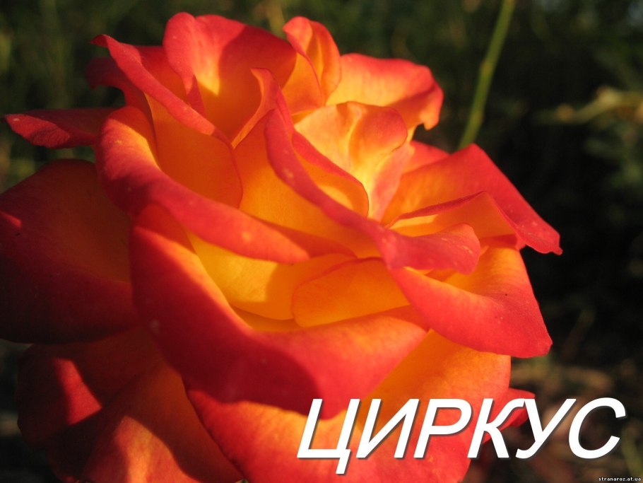 Роза Эквадор черри бренди