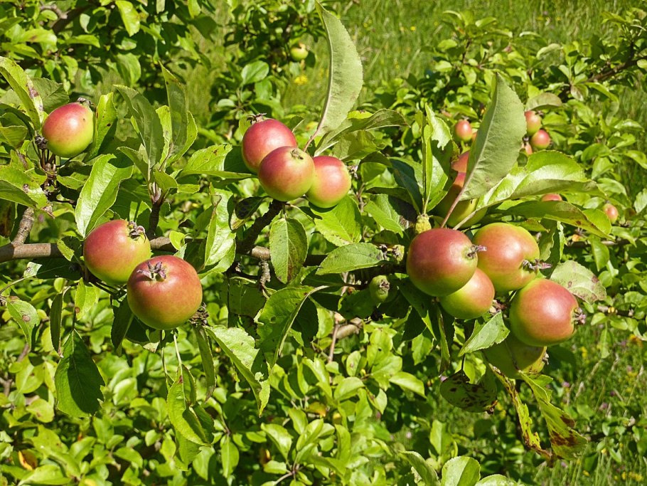 Яблоня Дикая Malus Sylvestris