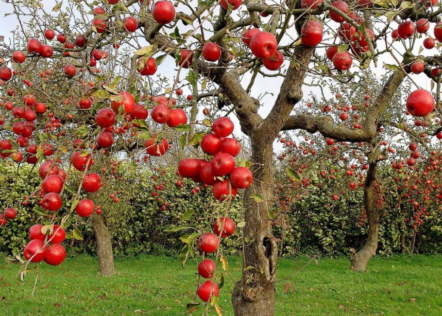Полукарликовые яблони