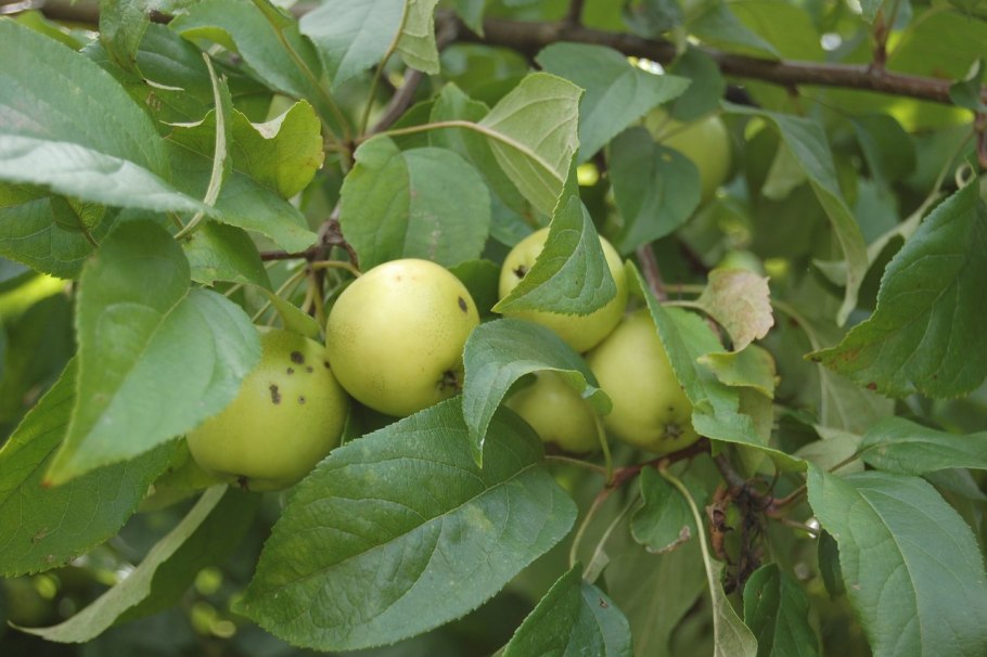 Яблоня Лесная (Дикая) (Malus Sylvestris)