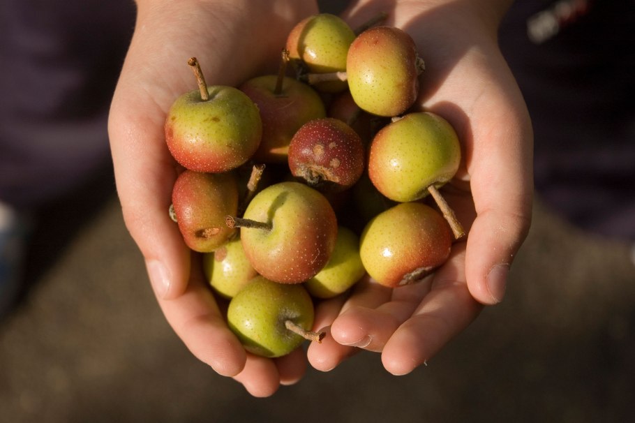 Дикие яблоки маленькие