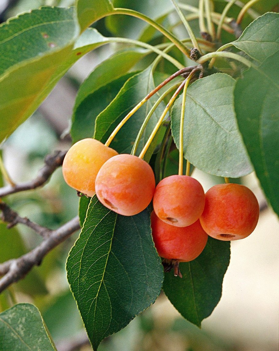 Яблоня Сибирская Malus baccata