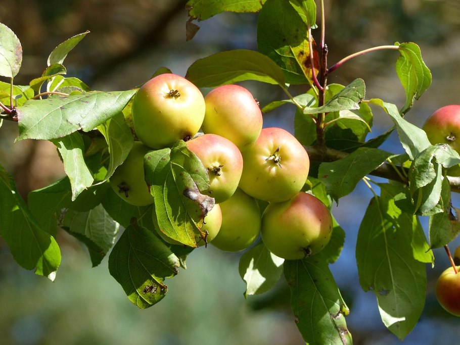 Яблоня Лесная (Дикая) (Malus Sylvestris)