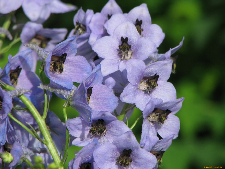 Дельфиниум 'Блау зверг'