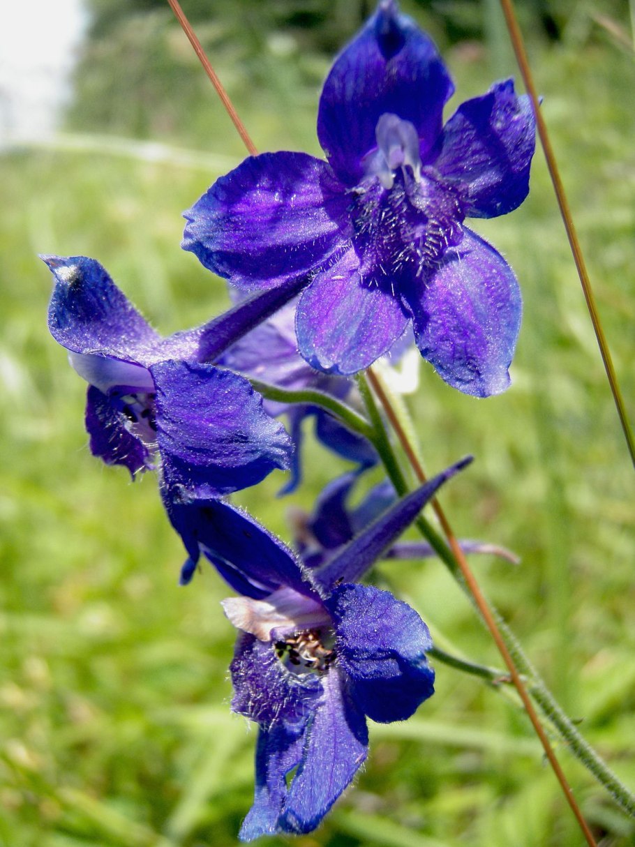 Дельфиниум живокость Полевая Ларкспур