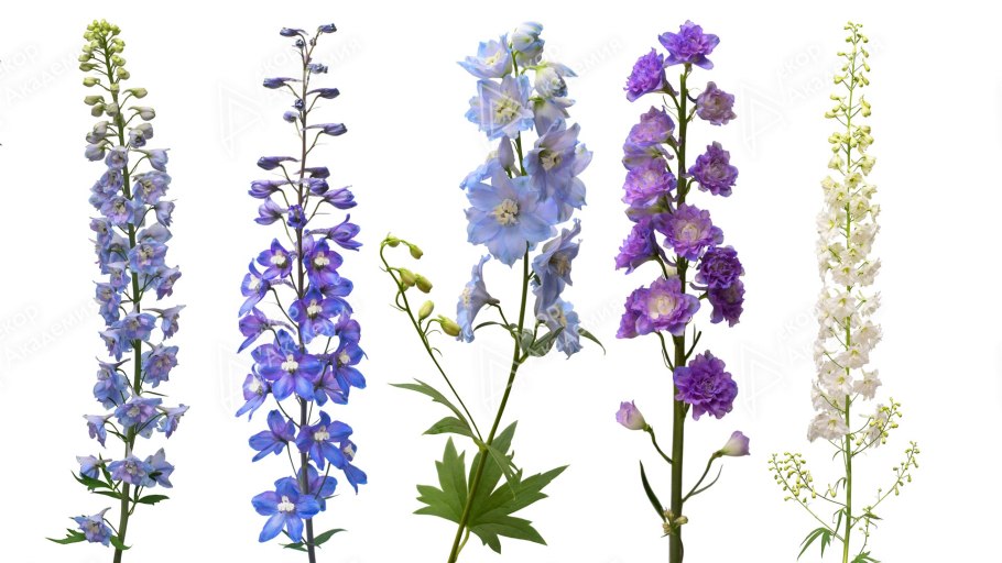 Дельфиниум прямостоячий побег