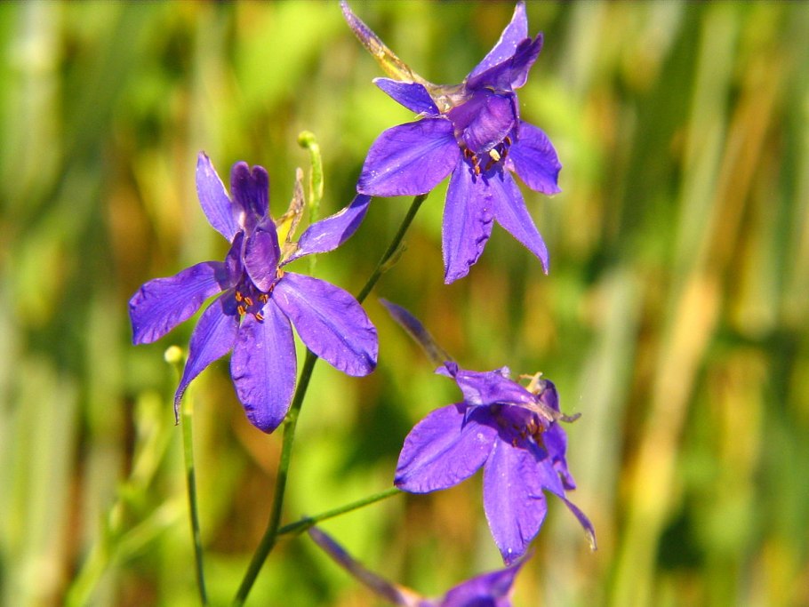 Живокость Полевая Ларкспур