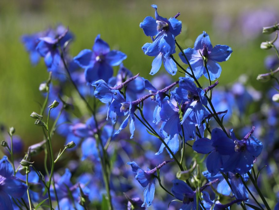 Дельфиниум цветок ядовитый