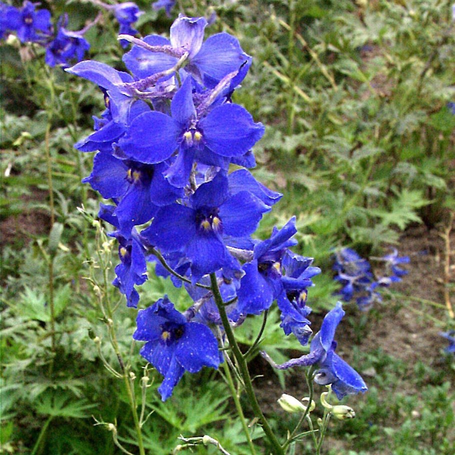 Мифы и легенды о цветах